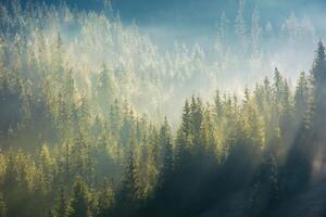 DIMEX | Vliesová fototapeta Mlha nad lesem MS-5-1868 | 375 x 250 cm| zelená, bílá, černá, šedá