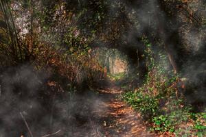 DIMEX | Vliesová fototapeta Tajemná cesta lesem MS-5-1872 | 375 x 250 cm| zelená, černá, hnědá, šedá