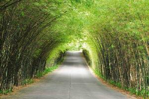 DIMEX | Vliesová fototapeta Bambusová cesta MS-5-1881 | 375 x 250 cm| zelená, šedá