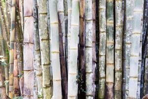 DIMEX | Vliesová fototapeta Detail bambusového lesa MS-5-1874 | 375 x 250 cm| zelená, hnědá, šedá