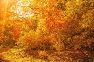 DIMEX | Vliesová fototapeta Podzimní javorové stromy MS-5-1900 | 375 x 250 cm| žlutá, oranžová, hnědá