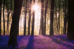 DIMEX | Vliesová fototapeta Zvonky v lese II. MS-5-1901 | 375 x 250 cm| fialová, krémová, hnědá
