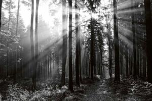 DIMEX | Vliesová fototapeta Černobílý les MS-5-1904 | 375 x 250 cm| bílá, černá