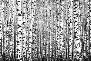 DIMEX | Vliesová fototapeta Jarní kmeny MS-5-1906 | 375 x 250 cm| bílá, černá