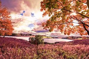 DIMEX | Vliesová fototapeta Podzimní javorový les MS-5-1913 | 375 x 250 cm| červená, oranžová, růžová