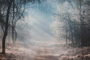DIMEX | Vliesová fototapeta Ranní mlha v lese MS-5-1927 | 375 x 250 cm| bílá, černá, metalická, hnědá
