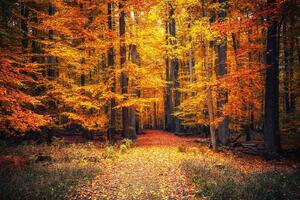 DIMEX | Vliesová fototapeta Cesta v podzimním parku MS-5-1933 | 375 x 250 cm| žlutá, oranžová, hnědá