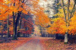 DIMEX | Vliesová fototapeta Cesta podzimním parkem MS-5-1931 | 375 x 250 cm| červená, žlutá, oranžová, hnědá