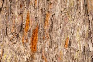 DIMEX | Vliesová fototapeta Textura starého stromu MS-5-2335 | 375 x 250 cm| hnědá