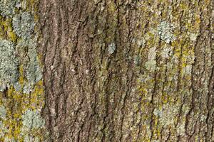 DIMEX | Vliesová fototapeta Textura kůry stromu MS-5-2338 | 375 x 250 cm| zelená, žlutá, hnědá