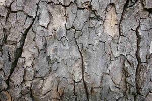 DIMEX | Vliesová fototapeta Kůra stromu MS-5-2339 | 375 x 250 cm| hnědá, šedá