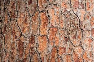 DIMEX | Vliesová fototapeta Detail stromu MS-5-2340 | 375 x 250 cm| hnědá