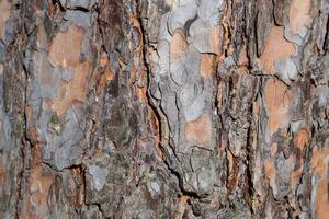 DIMEX | Vliesová fototapeta Textura kůry borovice MS-5-2342 | 375 x 250 cm| hnědá, šedá