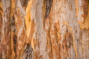 DIMEX | Vliesová fototapeta Textura stromu eukalyptu MS-5-2347 | 375 x 250 cm| oranžová, hnědá