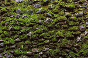 DIMEX | Vliesová fototapeta Mech na kamenné zdi MS-5-2359 | 375 x 250 cm| zelená, hnědá