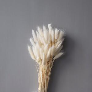 COOEE Design Sušené květy Lagurus - White CED228