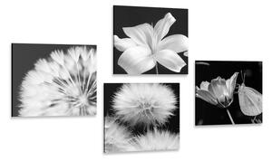 Set obrazů černobílá krása květin s motýlem