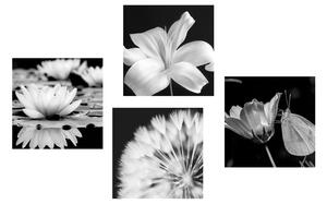 Set obrazů květiny s motýlem v černobílém