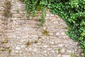 DIMEX | Vliesová fototapeta Kamenná zeď s listy MS-5-2405 | 375 x 250 cm | zelená, béžová