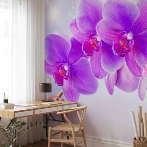 Fototapeta Fialové orchideje - květinový motiv na pozadí s efektem světla