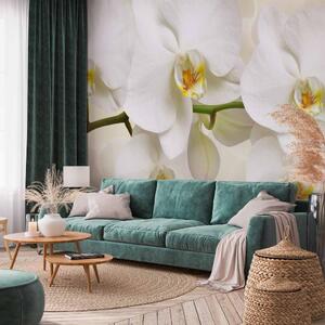 Fototapeta Větvička orchideje - něžná kompozice s bílými květy