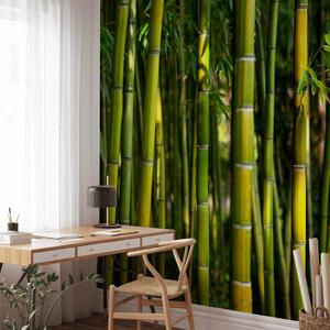 Fototapeta Japonský motiv - les ve stylu Orientu s bambusovými větvemi v centru