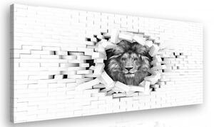 Malvis Černobílý obraz - lev Velikost: 90x60 cm