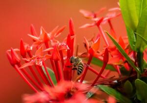 Obraz včela na květech Velikost (šířka x výška): 60x40 cm