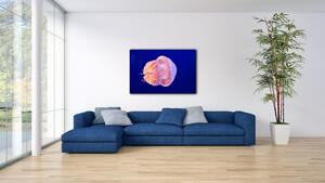 Malvis Obraz - medúza Velikost: 60x40 cm
