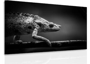 Malvis Obraz - chameleon Velikost: 60x40 cm