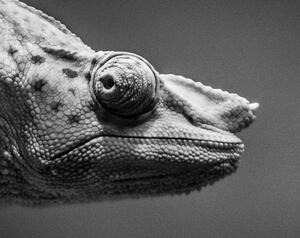 Malvis Obraz - chameleon Velikost: 60x40 cm