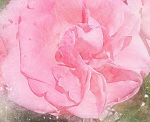 Malvis Malovaný obraz - růžové květy Velikost: 90x60 cm