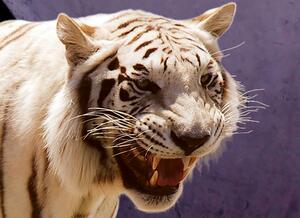 Malvis Obraz - Tygr ve vesmíru Velikost: 60x40 cm