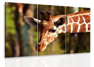 Třídílný obraz žirafa Velikost (šířka x výška): 90x60 cm
