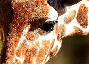 Třídílný obraz žirafa Velikost (šířka x výška): 90x60 cm