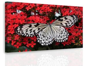 Malvis Obraz - Černobílý motýl Velikost: 90x60 cm