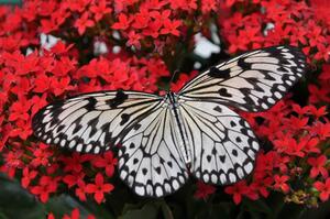 Malvis Obraz - Černobílý motýl Velikost: 90x60 cm