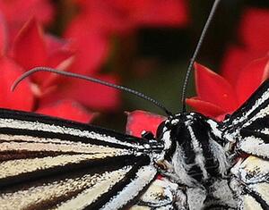 Malvis Obraz - Černobílý motýl Velikost: 60x40 cm