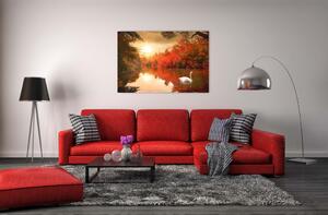 Malvis Obraz - Plující labuť Velikost: 60x40 cm