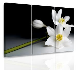 Malvis Vícedílný obraz - Orchidej ve tmě Velikost: 90x60 cm