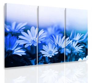 Malvis Vícedílný obraz - Modré kopretiny Velikost: 90x60 cm