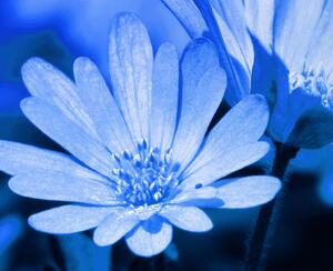 Malvis Vícedílný obraz - Modré kopretiny Velikost: 90x60 cm