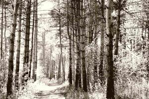 Malvis Obraz lesní pěšina Velikost: 90x60 cm