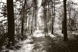 Malvis Obraz lesní pěšina Velikost: 90x60 cm