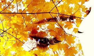 Čtyřdílný obraz tvář podzimu Velikost (šířka x výška): 60x60 cm