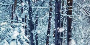Malvis Panoramatický les v zimě Velikost: 160x40 cm