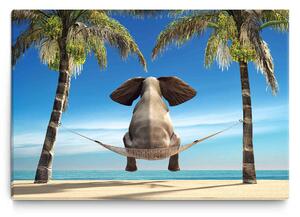 Malvis Vtipný slon na pláži Velikost: 80x60 cm