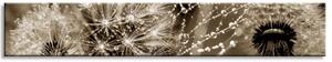 Malvis Panoramatický obraz rosa Velikost: 180x30 cm