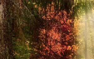 Malvis Pěšinka v lese Velikost: 90x70 cm