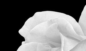 Malvis Obraz tajemná bílá růže Velikost: 60x40 cm